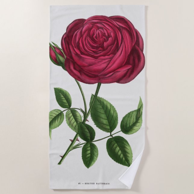 Serviette De Plage Lithographie de rose antique, François-Frédéric Gr (Devant)