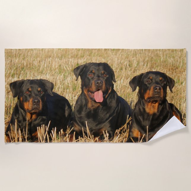 Serviette De Plage Trois chiens Rottweiler - Pack de Rotties (Devant)