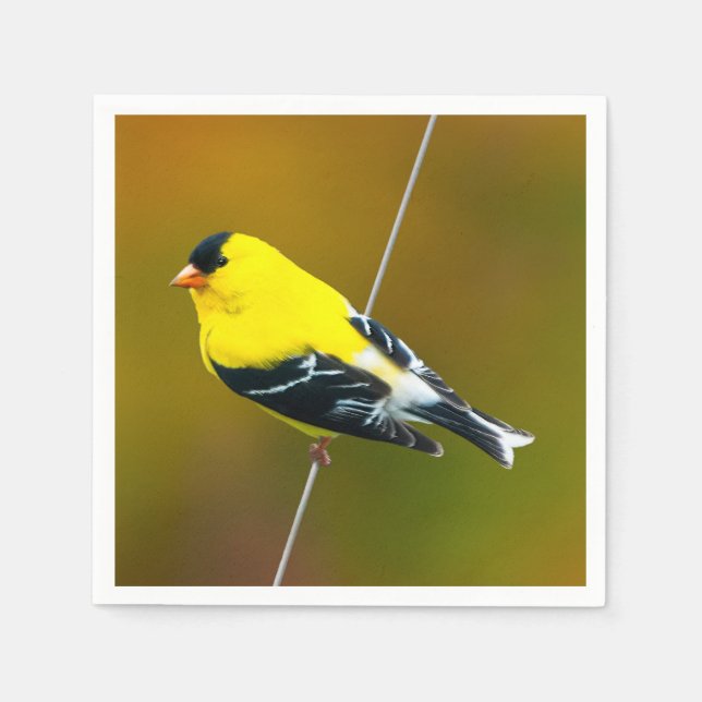 Serviette En Papier American Goldfinch - Photo originale (Devant)