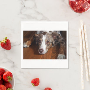 Serviette En Papier berger australien merle rouge pondre plat