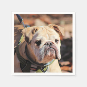 Serviette En Papier Bulldog