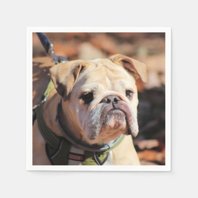 Serviette En Papier Bulldog (Devant)