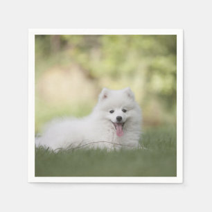 Serviette En Papier Clé blanche souple Chiot