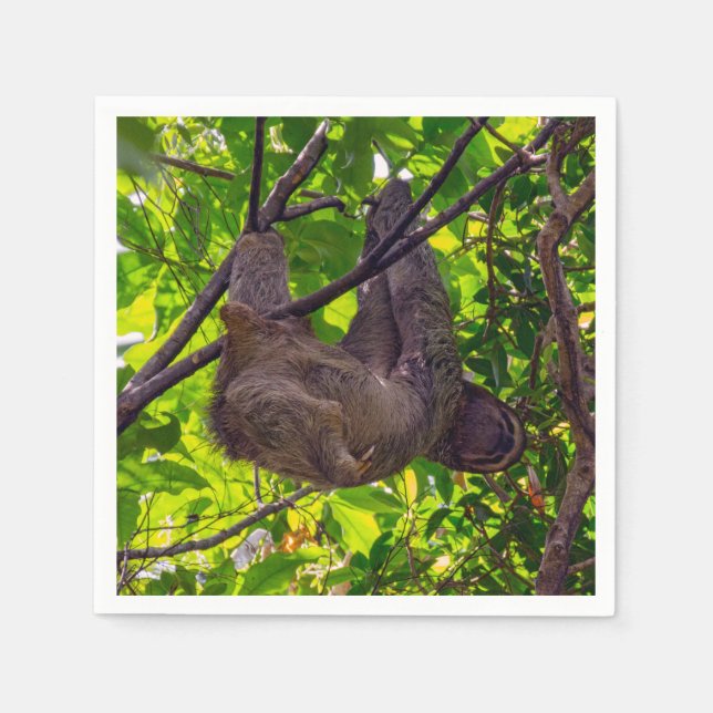Serviette En Papier Costa Rica - Happy Lazy Sloth, Antonio Manuel NP (Devant)