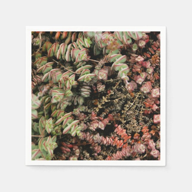 Serviette En Papier Crassula perforata (Devant)