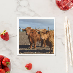 Serviette En Papier Deux grandes vaches Highland brunes Photographie,
