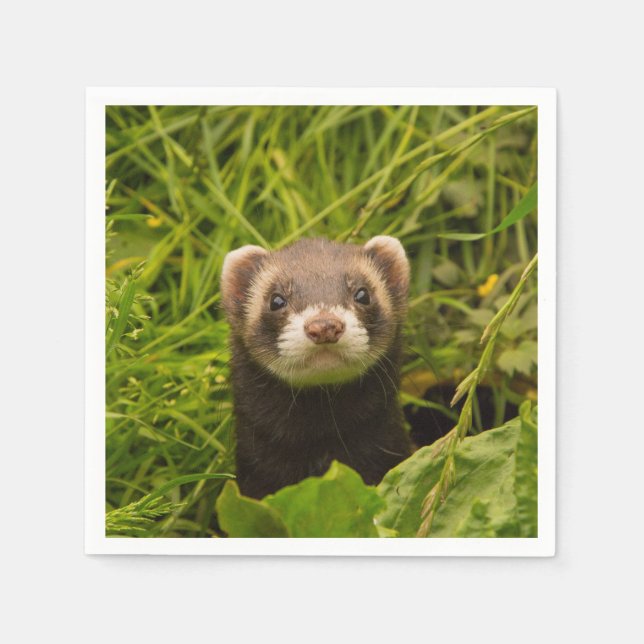 Serviette En Papier Ferret Brown dans l'herbe (Devant)
