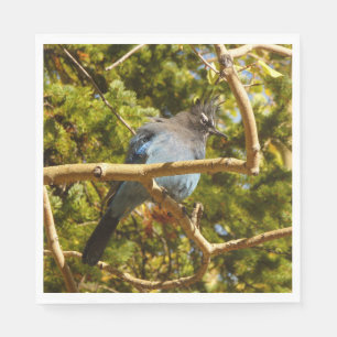 Serviette En Papier Geai de Steller au parc national de Rocky Mountain