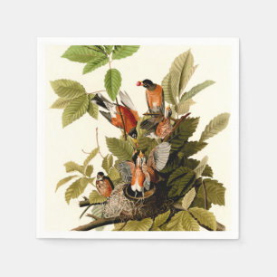Serviette En Papier Illustration Audubon American Robin Wildlife Bird