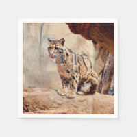 léopard nébuleux image nature faune exotique