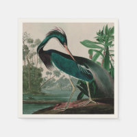 Louisiane Heron Birds of America Audubon Print