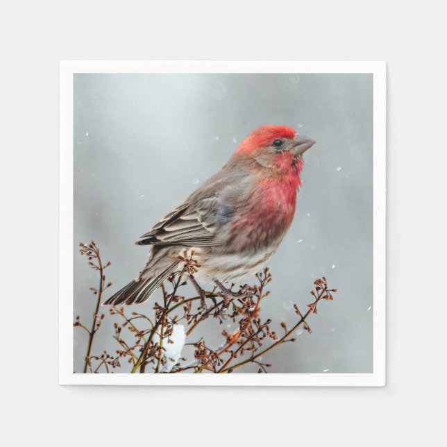 Serviette En Papier Maison Finch en Neige - Photo originale (Devant)