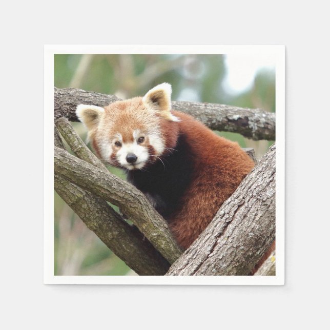 Serviette En Papier Napkins Panda rouge photo, animaux 0464. (Devant)