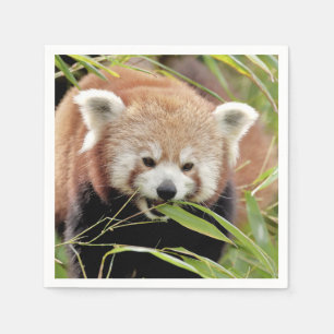 Serviette En Papier Napkins Panda rouge photo, animaux 0468.