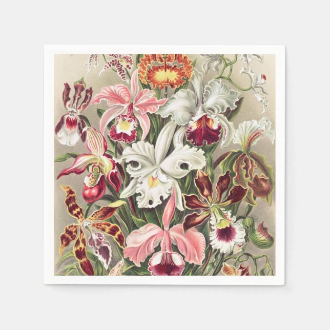 Serviette En Papier Orchidées, Orchidée Denusblumen par Ernst Haeckel (Devant)