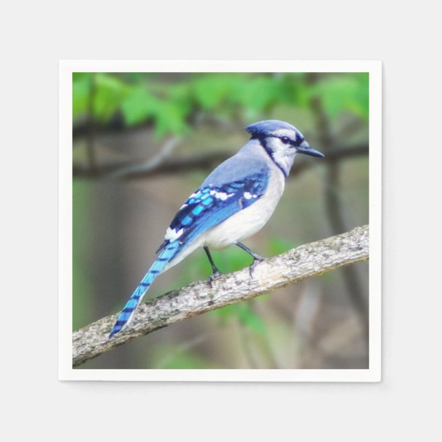 Serviette En Papier Papier bleu Jay Napkin (Devant)
