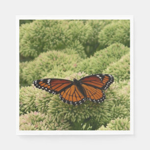 Serviette En Papier Papillon Viceroy Belle photographie de la nature