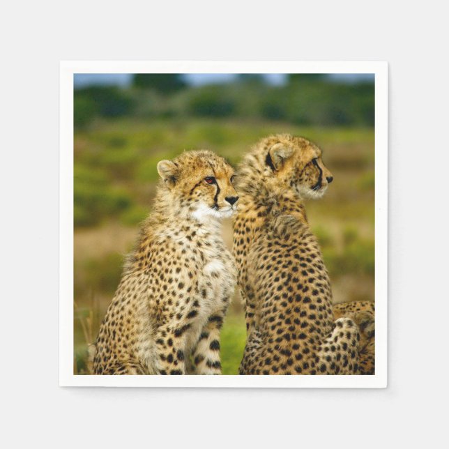 Serviette En Papier Photo de Wildlife Cheetah (Devant)
