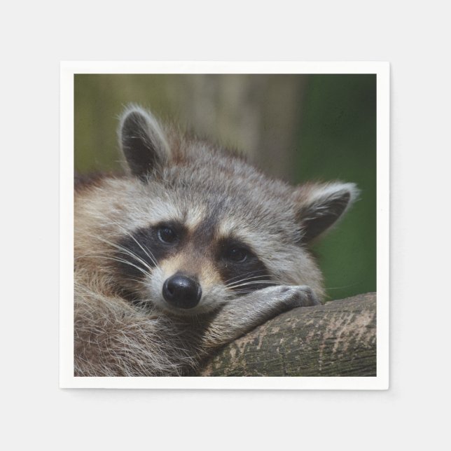 Serviette En Papier Photo Raccoon (Devant)