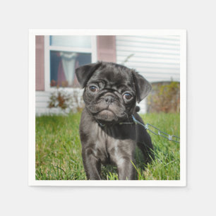 Serviette En Papier Pug B;ack chiot
