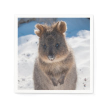 Quokka sur la plage en Australie, photo mignonne