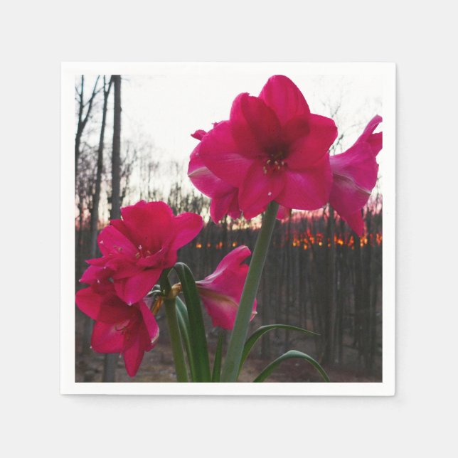 Serviette En Papier Red Amaryllis et le lever du soleil d'hiver (Devant)