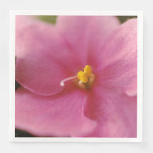 Violet africain rose pastel (Saintpaulia)