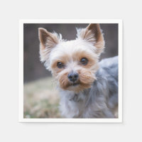 Yorkshire terrier, chien, animal de compagnie