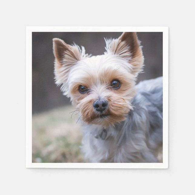 Serviette En Papier Yorkshire terrier, chien, animal de compagnie (Devant)