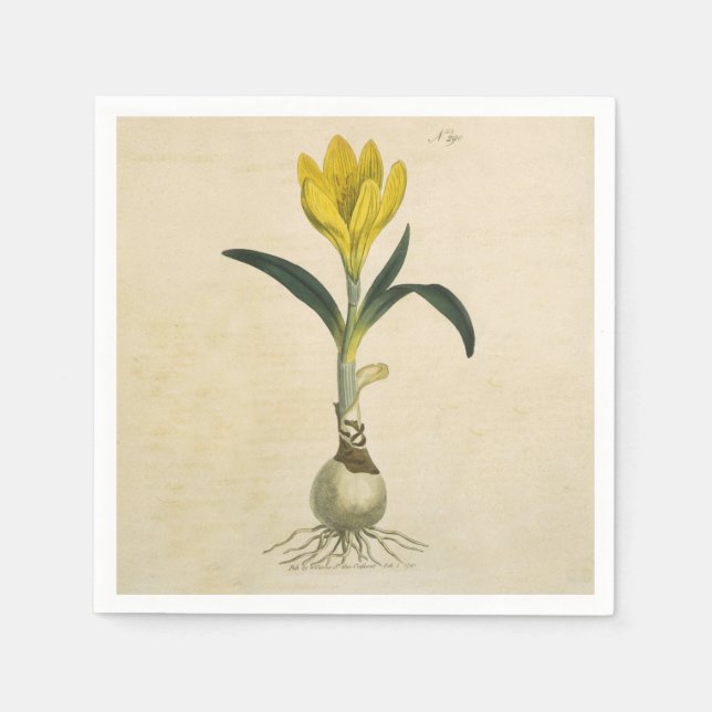 Serviette Jetable Amaryllis Tulip Jardin Botanique Fleur (Devant)