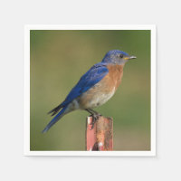 Bluebird