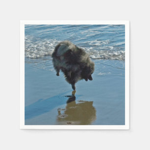 Serviette Jetable Keeshond Ballet Photographie - Joli chien d'origin