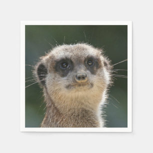 Serviette Jetable Meerkat-Portrait 006