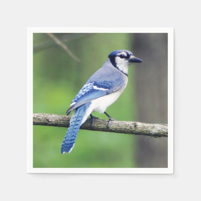 Serviette Jetable Papier bleu Jay Napkin (Devant)