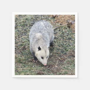 Serviette Jetable Photo Opossum