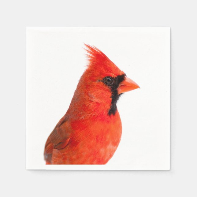 Serviette Jetable Red Cardinal Bird (Devant)