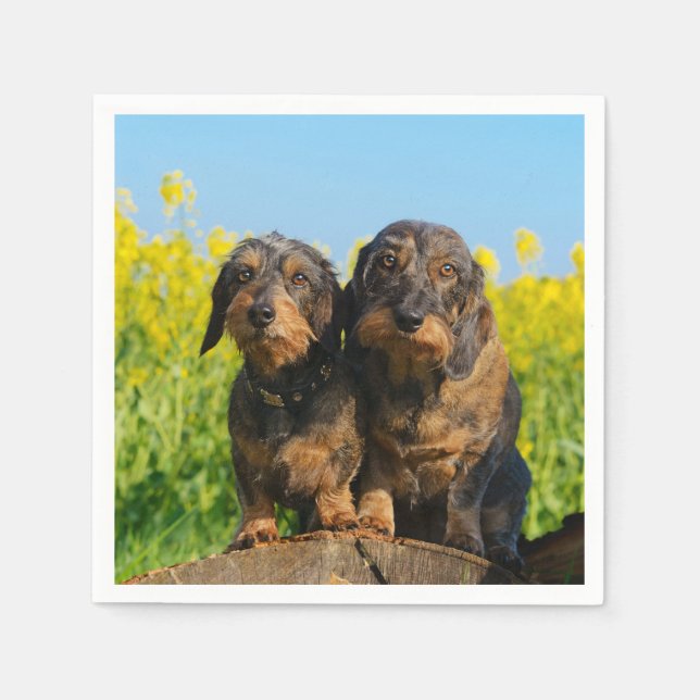 Serviette Jetable Two Cute Dachshunds Dogs Dackel Friends Pet Photo (Devant)