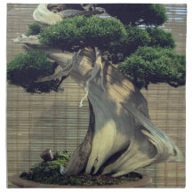 Juniper chinois Bonsai Tree Photo