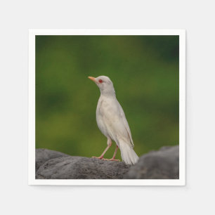 Serviettes En Papier Albino Robin dans Crown Point