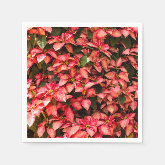 Serviettes En Papier Fleur de Noël rouge "Poinsettia" (Devant)