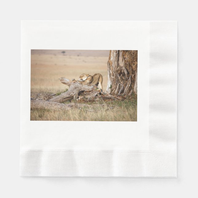 Serviettes En Papier Lioness stretching (Devant)