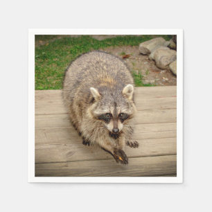 Serviettes En Papier Raccoon avec puce