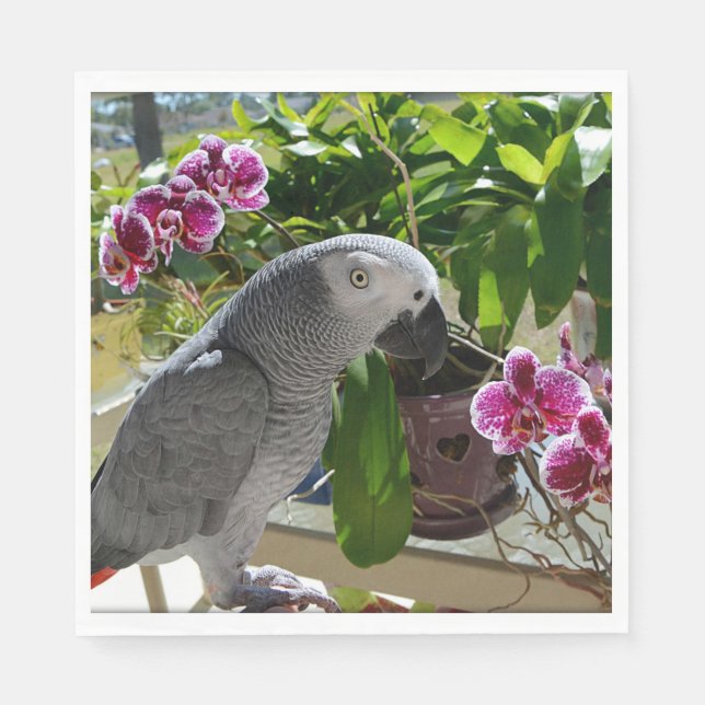 Serviettes Jetables African Grey Parrot with Orchids (Devant)
