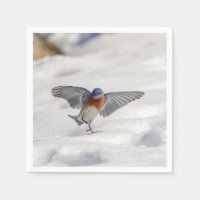 Bluebird oriental dansant dans la neige