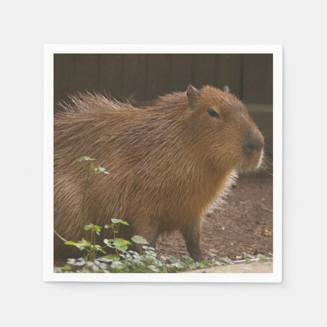 Serviettes Jetables Capybara (Devant)