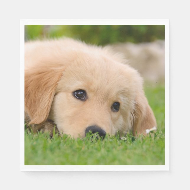 Serviettes Jetables Golden Retriever mignon Chiot Dreams Chien Tête Ph (Devant)