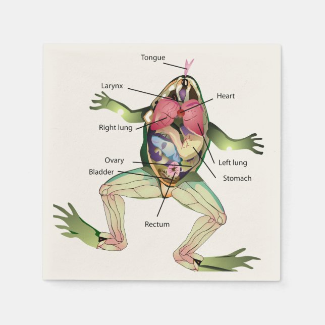 Serviettes Jetables Illustration de l'anatomie de la grenouille (Devant)