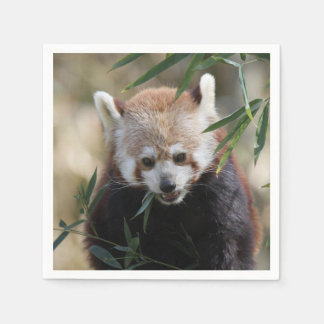 Serviettes Jetables Red_Panda_2015_0311