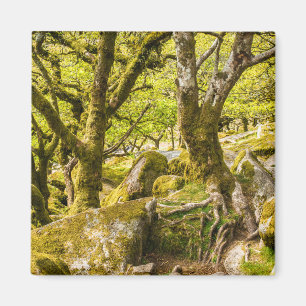 Sessile oaks and moss in Wistman's Wood Magnet