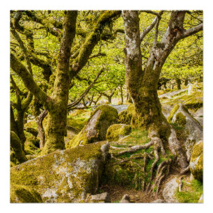 Sessile oaks and moss in Wistman's Wood  Poster